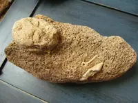 bigfossils.webp