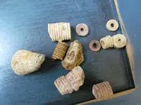 crinoids.webp