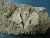 mysteryfossils.webp