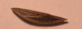 7-29-12 finds_1942 walker sliver.webp