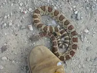 Snake.webp Snake.webp