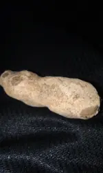 close up peanut fossil 2.webp