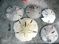 beach sand dollars.webp