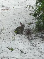 a local keeping an eye on me.webp