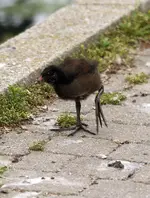 20120629_10.webp