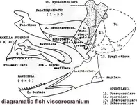 fishcraniumpremax.webp