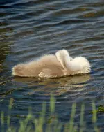 20120629_29.webp