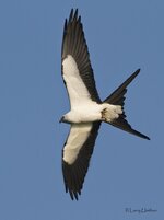 Swallow-tailed_Kite_1.jpg