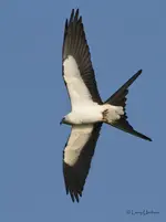 Swallow-tailed_Kite_1.webp