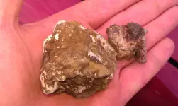 IMAG0229.webp