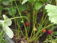 DSCF0998.webp