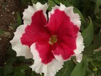 DSCF0976.webp