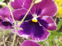 DSCF0953.webp
