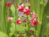 DSCF0934.webp