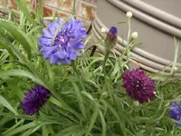 DSCF0925.webp