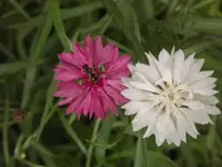 DSCF0956.webp