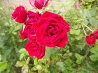 DSCF0997.webp