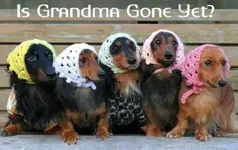 Granny1.webp
