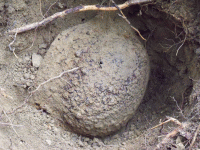 German helmet.gif
