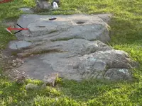 hadji rabbit n v notch.webp