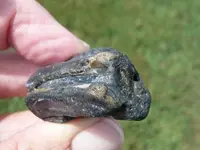 Equus Sp. Pleistocene horse tooth  (4).webp
