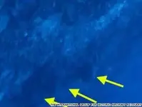-earhart-plane-debris1.webp