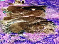 hadji rabbit n v notch-color inverted2.webp