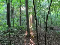 trees.webp