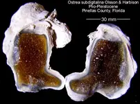 ostreacalcite.webp