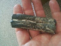 fossil horse tooth,  fla..jpeg