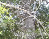 100_0787.webp