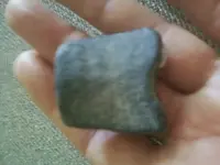 bone  fossil,  fla..webp