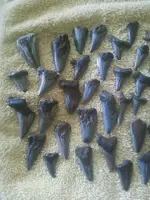 shark teeth 2.webp
