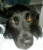 herkyheadlapshot.webp