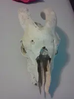 skull.webp skull.webp