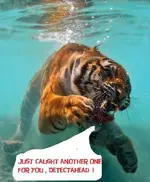 tiger-swimming-underwater-7611-1237217067-43.webp