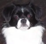 June Paw Print 046.webp