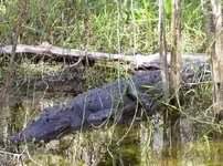 gator.webp gator.webp