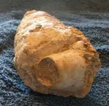 fossil6.webp
