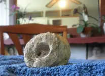 fossil1.webp