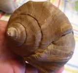 Pear Whelk Shell.webp