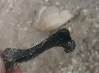 sm bone and pear whelk.webp