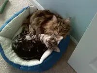 catsbed.webp