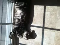 catfloor.webp