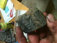 fern fossil.webp