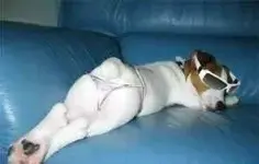 POODLEBOOBS.webp