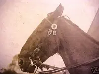 horsegear_rosette-on-horsebridle-ON-HORSE_ebay_520d_1.webp