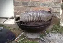 BBQ SPEEDBUMP.webp