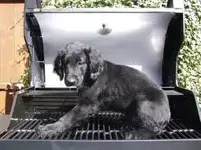 HOT DOGGIE.webp