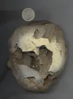 dinoeggSCANNEDside1.webp
